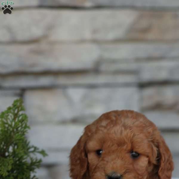 Tasha, Mini Goldendoodle Puppy