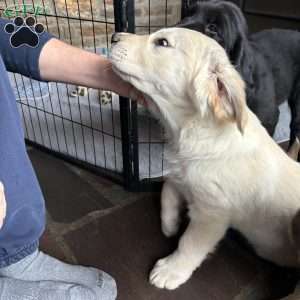 Penny, Golden Retriever Mix Puppy