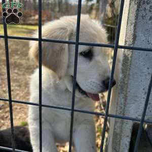 Penny, Golden Retriever Mix Puppy