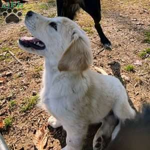 Penny, Golden Retriever Mix Puppy