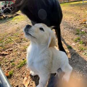 Penny, Golden Retriever Mix Puppy