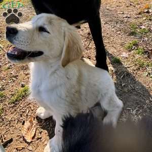 Penny, Golden Retriever Mix Puppy