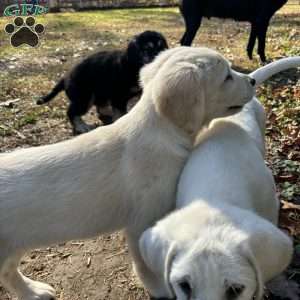 Penny, Golden Retriever Mix Puppy