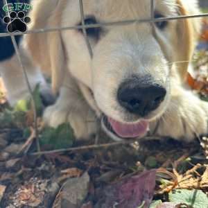 Penny, Golden Retriever Mix Puppy