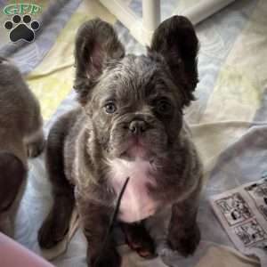 Georgie, French Bulldog Puppy