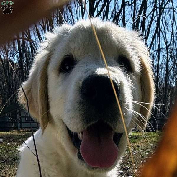 Penny, Golden Retriever Mix Puppy