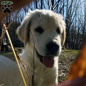 Penny, Golden Retriever Mix Puppy