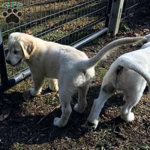 Penny, Golden Retriever Mix Puppy