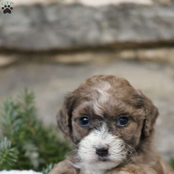 Holly, Toy Poodle Mix Puppy