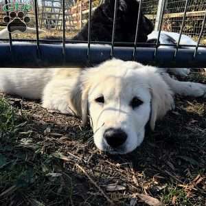 Penny, Golden Retriever Mix Puppy