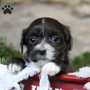 Belle, Toy Poodle Mix Puppy