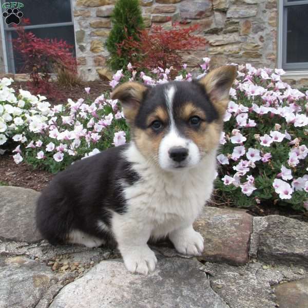 Chris, Pembroke Welsh Corgi Puppy