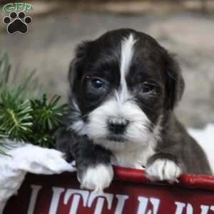 Dasher, Toy Poodle Mix Puppy