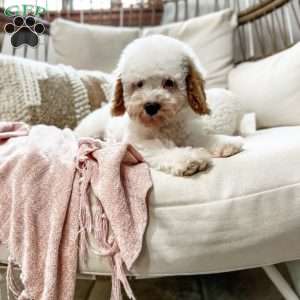 Belle, Cavapoo Puppy