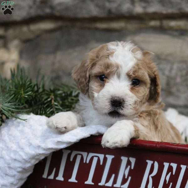 Jingle, Toy Poodle Mix Puppy