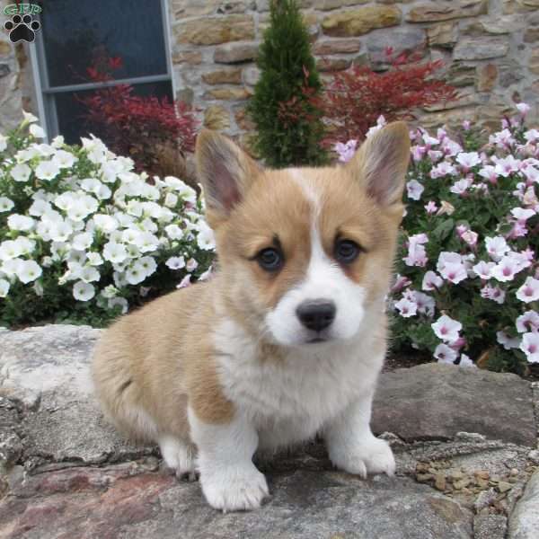 Clark, Pembroke Welsh Corgi Puppy