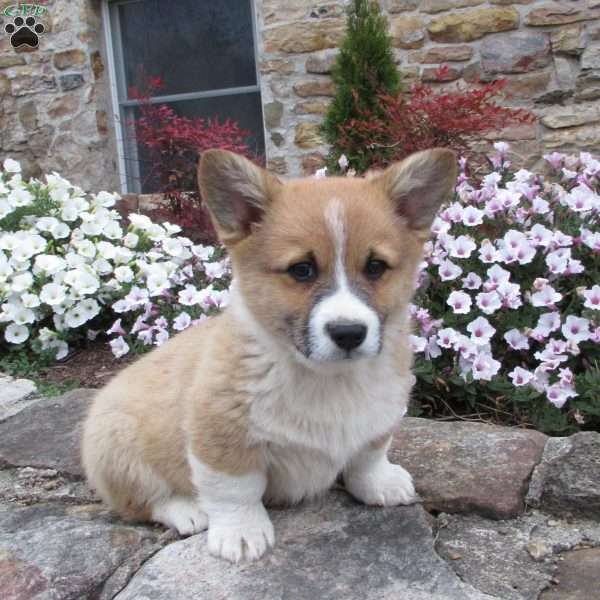 Cory, Pembroke Welsh Corgi Puppy