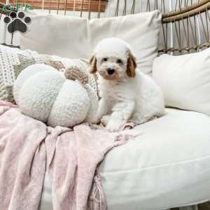 Belle, Cavapoo Puppy