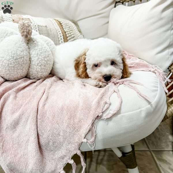 Belle, Cavapoo Puppy