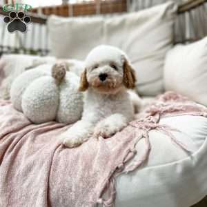 Belle, Cavapoo Puppy