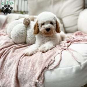 Belle, Cavapoo Puppy