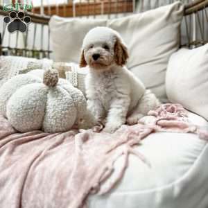 Belle, Cavapoo Puppy