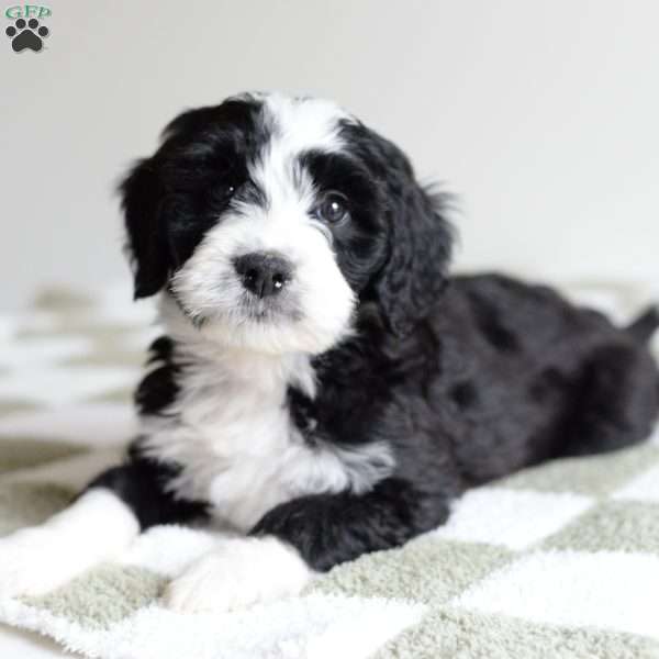 Moon, Bernedoodle Puppy