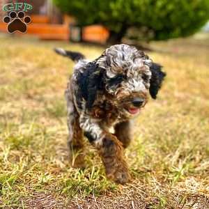 Rika, Standard Poodle Puppy