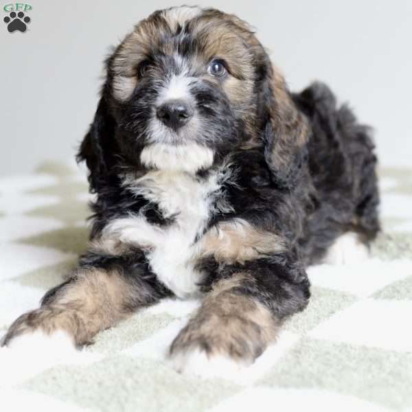 Wheatley, Bernedoodle Puppy