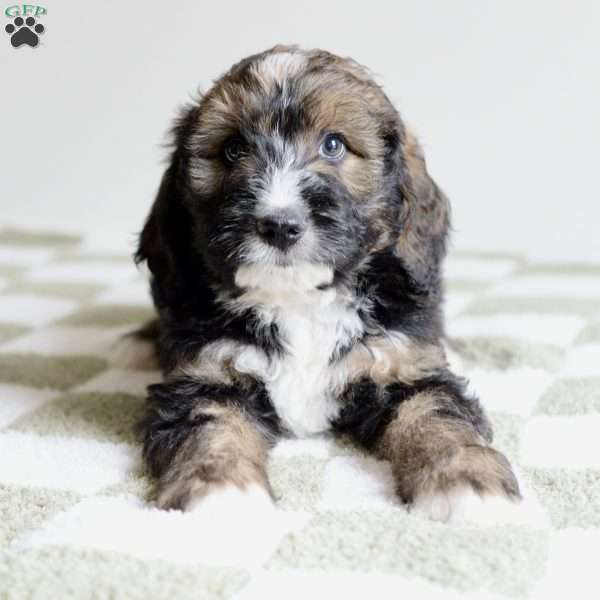 Wheatley, Bernedoodle Puppy