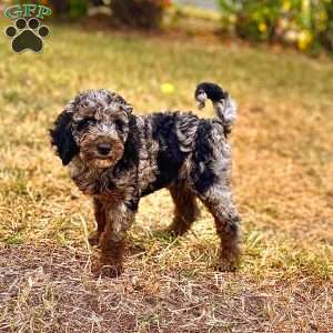 Rika, Standard Poodle Puppy