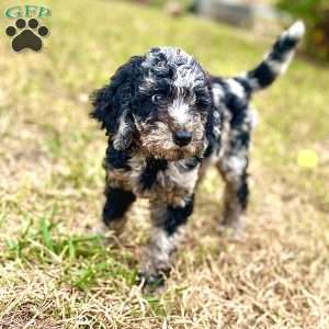 Makima, Standard Poodle Puppy