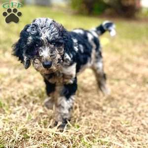 Makima, Standard Poodle Puppy