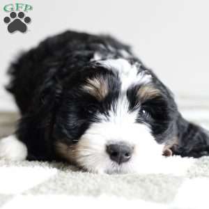 Acorn, Bernedoodle Puppy