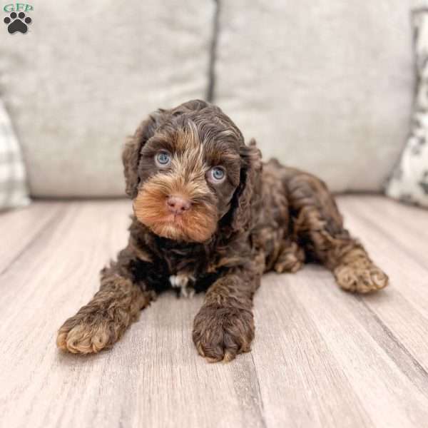 Sparky, Cavapoo Puppy