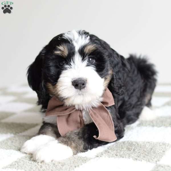 Acorn, Bernedoodle Puppy