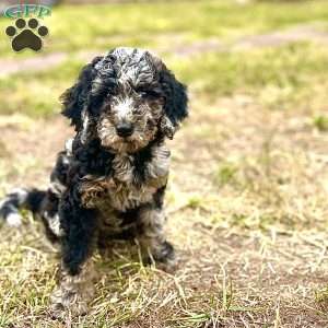 Makima, Standard Poodle Puppy