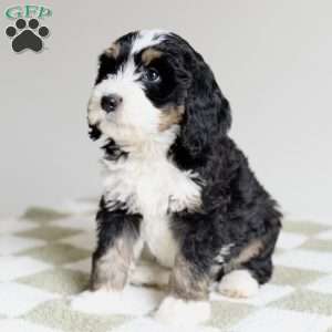 Acorn, Bernedoodle Puppy