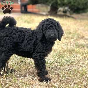 Bulma, Standard Poodle Puppy