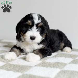 Acorn, Bernedoodle Puppy