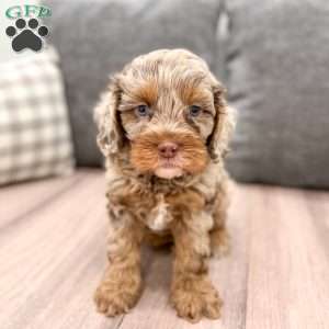 Biscuit, Cavapoo Puppy