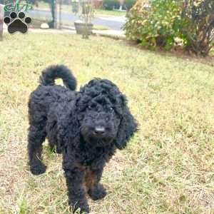 Bulma, Standard Poodle Puppy