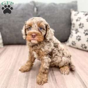 Biscuit, Cavapoo Puppy