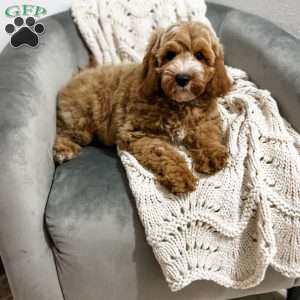 Baron, Cavapoo Puppy