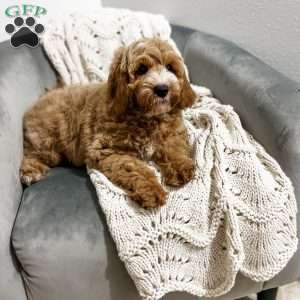 Baron, Cavapoo Puppy