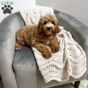 Baron, Cavapoo Puppy