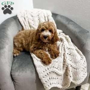 Baron, Cavapoo Puppy