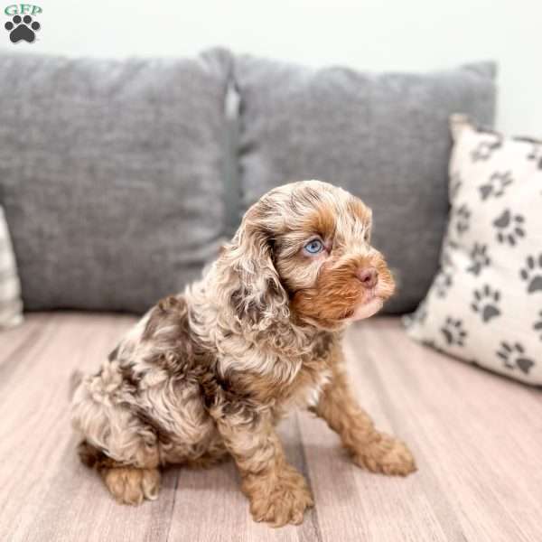 Biscuit, Cavapoo Puppy