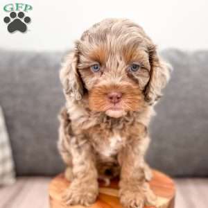 Biscuit, Cavapoo Puppy