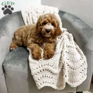 Baron, Cavapoo Puppy